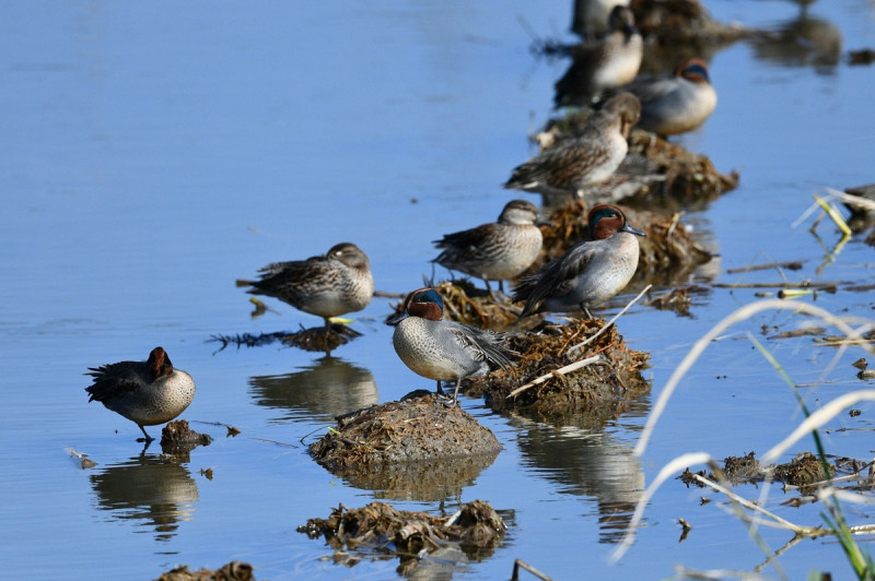 冬季新北市各處濕地常見小水鴨。   圖：新北市動保處提供鳥友攝影作品