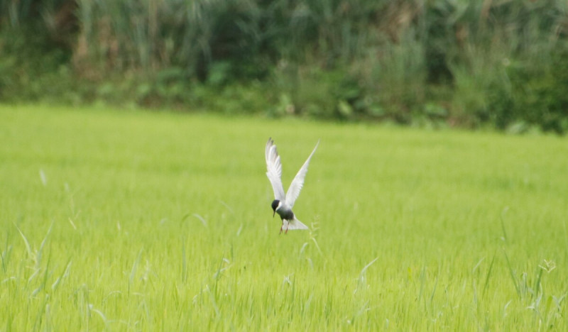 貢寮田寮洋地區紀錄到的鳥種高達354種，為全台第一，圖為白翅黑雁鷗。   圖：新北市農業局提供
