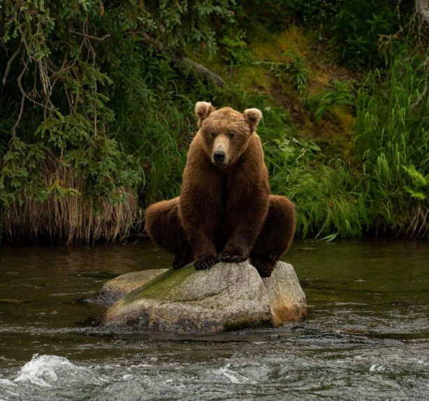 一隻體型為中大型的母棕熊蹲坐在石頭上，粉專小編替牠設計旁白「我變成一隻青蛙」。   圖：翻攝自National Park Service臉書