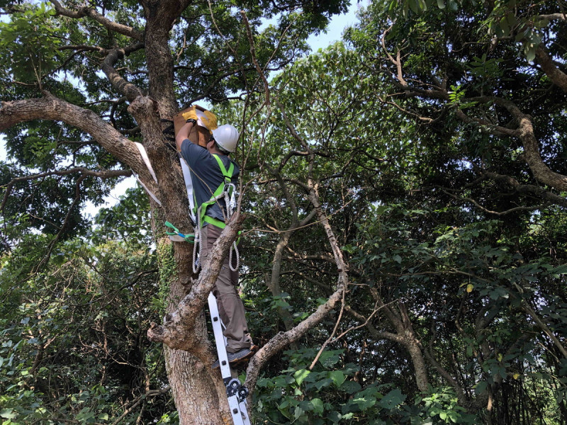動保處人員在高大約3公尺左右的樹上安裝巢箱。   圖：新北市動保處提供
