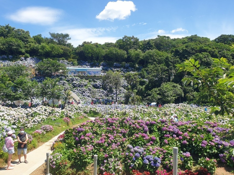 花季期間，萬紫千紅、美不勝收。   圖：新北市景觀處提供