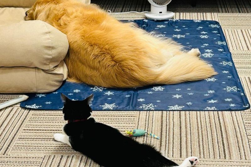 日本推主家的貓咪很喜歡模仿家中狗狗的動作。   圖／Instagram：rinman3
