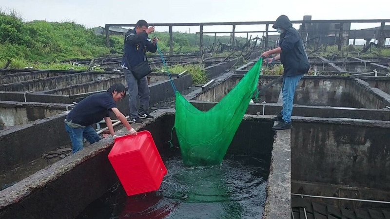 保七刑大及鯨豚協會人員協助將海龜從魚塭打撈上岸。   圖：新北市動保處提供