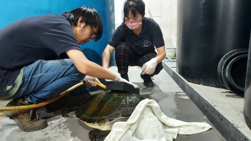 鯨豚協會人員協助刷洗綠蠵龜身上的青苔。   圖：新北市動保處提供