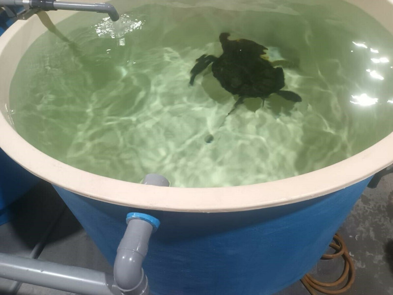 目前綠蠵龜暫由鯨豚協會收容，將於身體檢查完畢後評估是否得野放。   圖：新北市動保處提供