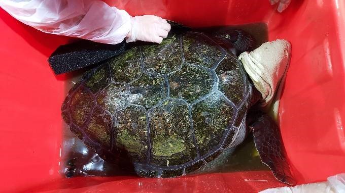 刷洗完畢後，觀察到綠蠵龜背甲上有些傷痕。   圖：新北市動保處提供
