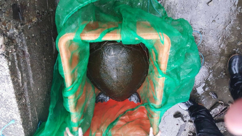 經鯨豚協會人員判斷，此海龜為保育類綠蠵龜。   圖：新北市動保處提供