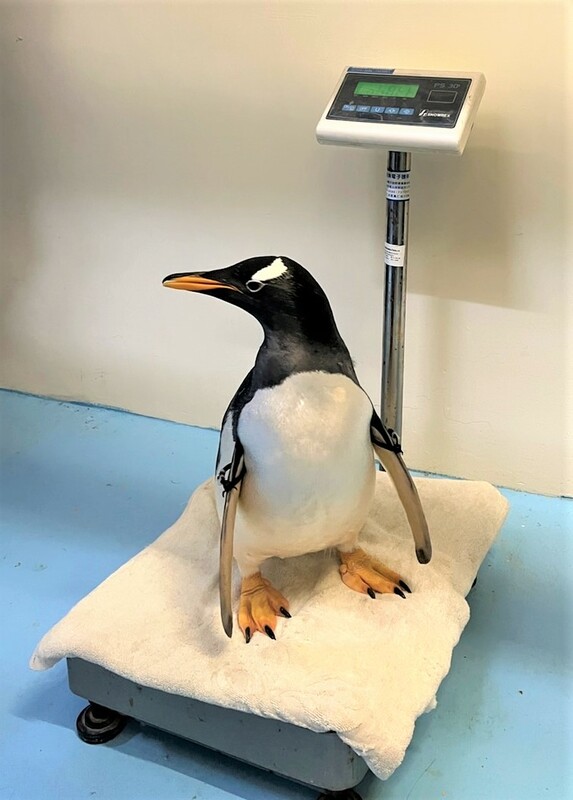 巴布亞企鵝量體重。   圖：屏東海生館提供
