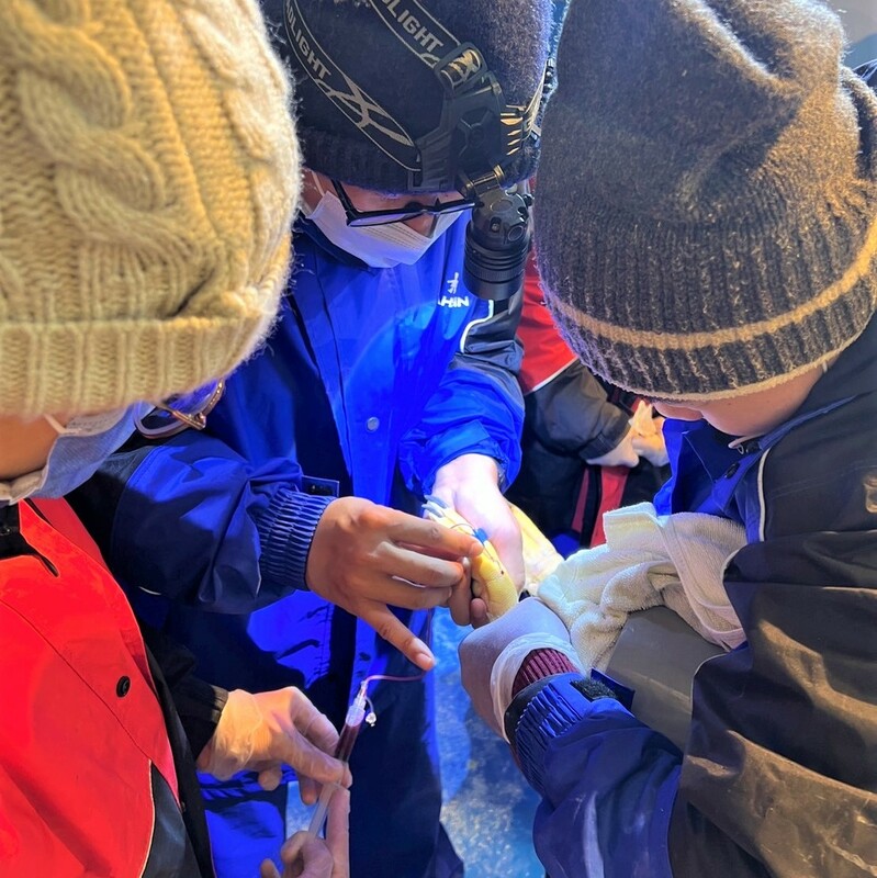 海生館企鵝接抽血進一步進行檢查。   圖：屏東海生館提供