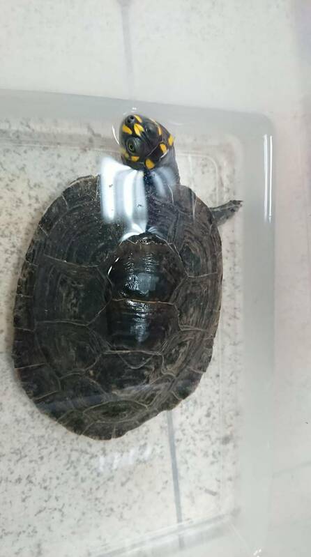 民眾拾獲之黃頭側頸龜（俗稱忍者龜）。   圖：新北市動保處提供