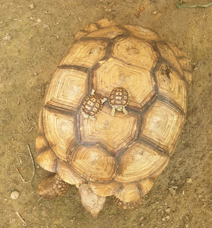 蘇卡達象龜成體與幼體體型落差巨大，民眾飼養前應先做足功課。   圖：新北市動保處提供