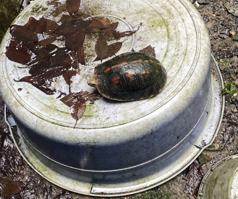 查獲之私養的食蛇龜。   圖：新北市動保處提供