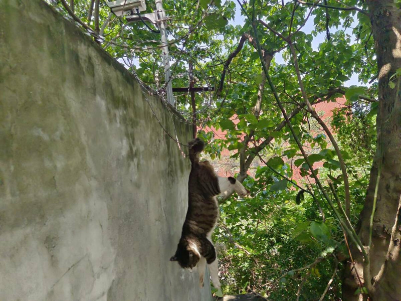 尾巴勾住無法上下的胖虎斑貓，倒頭栽吊掛在軍營圍牆。   圖：新北市動保處提供