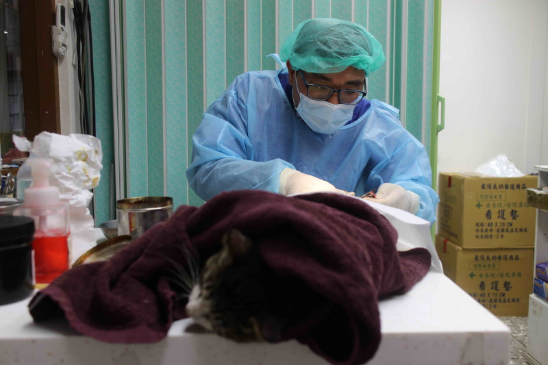 獸醫師李建沛為胖虎斑貓進行傷口縫合及斷尾手術。   圖：新北市動保處提供