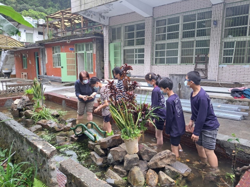 平溪國小學生參與東勢分班水生池植栽種植。   圖：新北市教育局提供