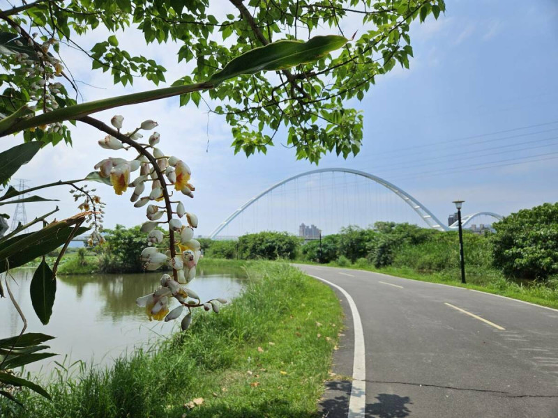 月桃花綻放新海橋旁人工濕地。   圖：新北市高灘處提供