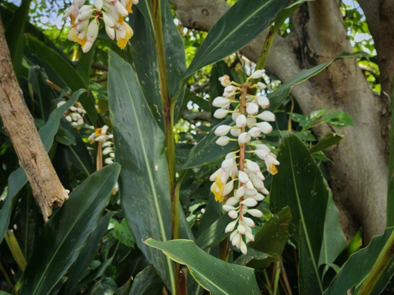 5月到6月底正是月桃花盛開的時候。   圖：新北市高灘處提供