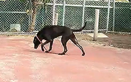 高山犬大黑妞「翡翠」像是長腳的黑拉拉。   圖：新北市動保處提供