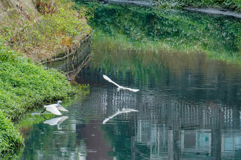 河岸旁可近距離觀賞白鷺鷥棲息與覓食，體驗河道生態復育之美。   圖：新北市水利局提供