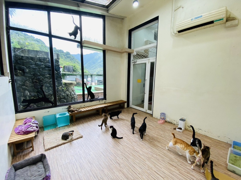 貓村認養小棧有許多貓咪等待有緣人來認養。   圖：新北市動保處提供