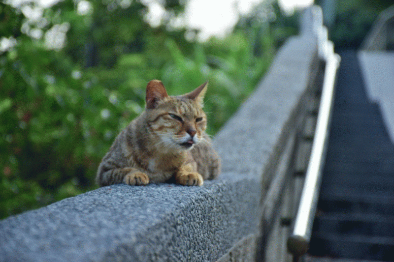 猴硐貓村的可愛貓咪。   圖：新北市動保處提供