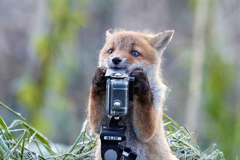 日本這名攝影師在野外拍攝時，有隻小狐狸自己靠近Gopro玩耍。   圖／Twitter：hayakawa0622