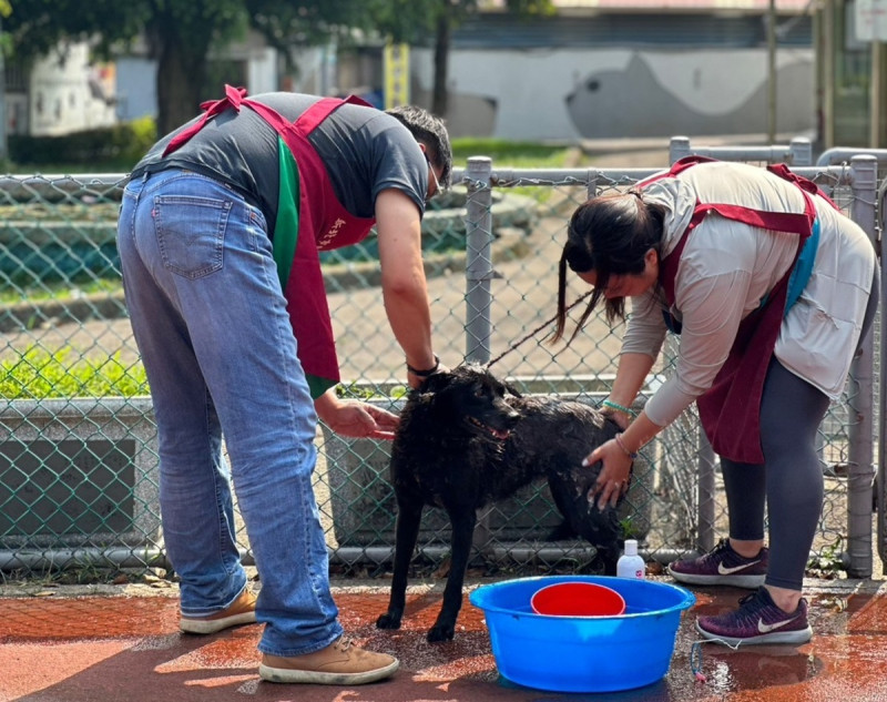 志工們協力一起完成洗澎澎。   圖：新北市動保處提供