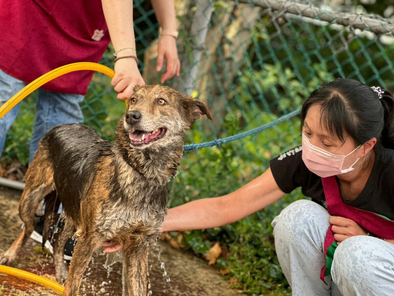 狗狗洗澡香香超開心。   圖：新北市動保處提供