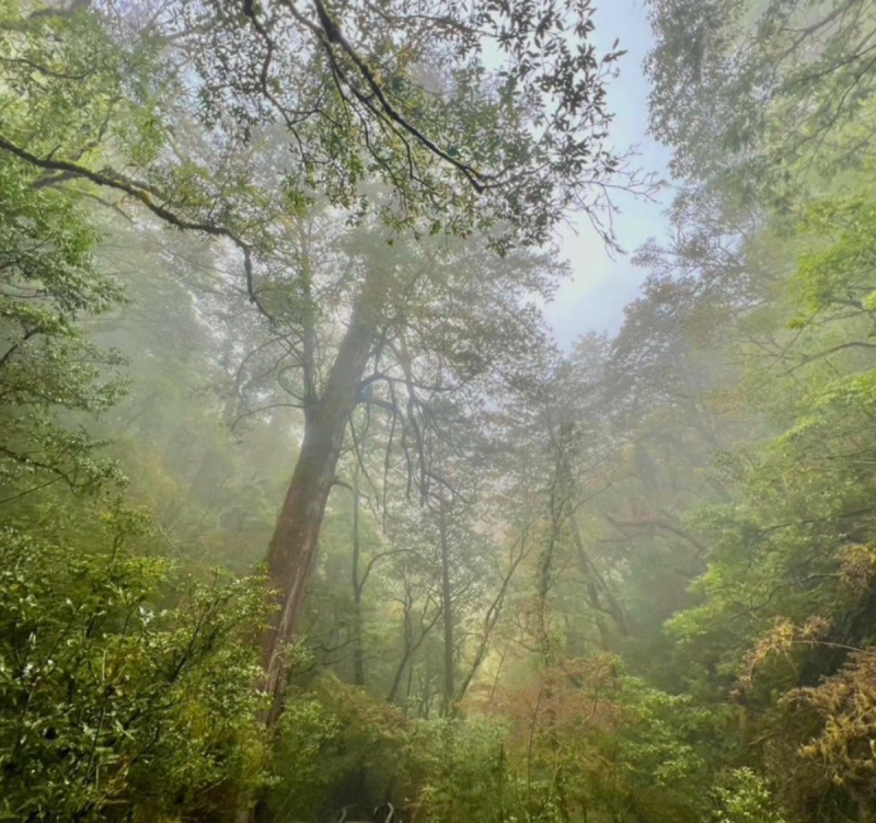 拉拉山國家森林遊樂區雲霧森林。   圖：農委會林務局／提供