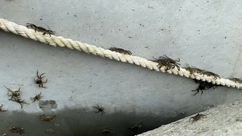 去年碧潭堰施工期間以一條麻繩，打通毛蟹回家的路。   圖：新北市水利局提供