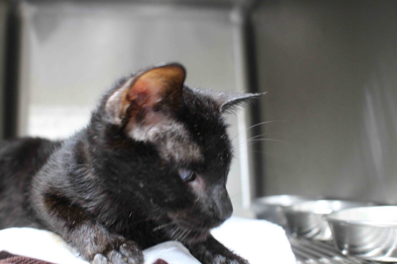 手術後在醫療中心的小黑貓。   圖：新北市動保處提供
