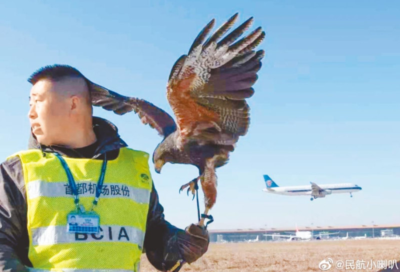北京首都機場用鷹來驅鳥。   圖 : 翻攝自微博/ 民杭小喇叭