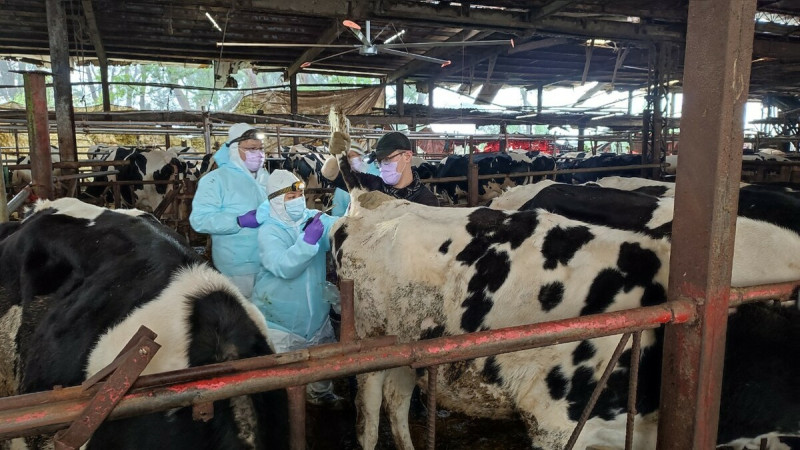 獸醫師為牛隻進行皮內注射結核菌素檢測。   圖：新北市動保處提供