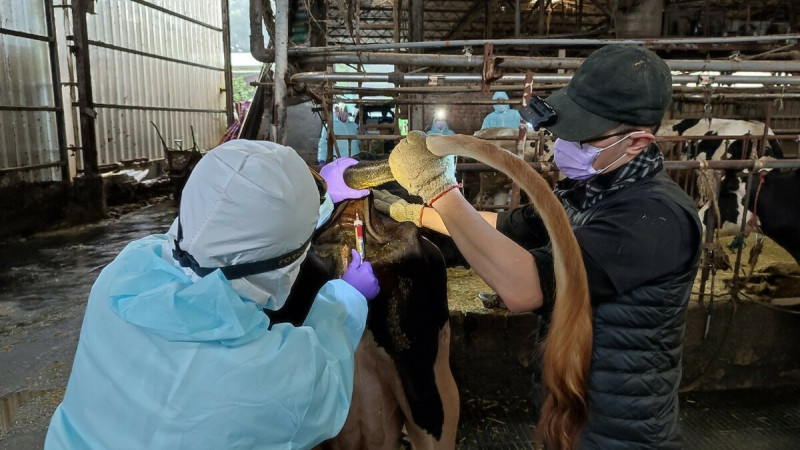 新北市動保處進行乳牛採血。   圖：新北市動保處提供