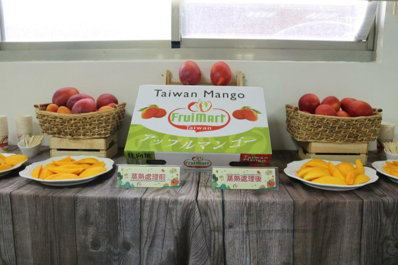 台灣繼出口鳳梨、釋迦、蓮霧等水果被中國指稱驗出蟲害後，昨（21）天國台辦又以截獲檢疫性有害生物大洋臀紋粉蚧為由，暫停輸入台灣芒果。   圖：農委會提供。