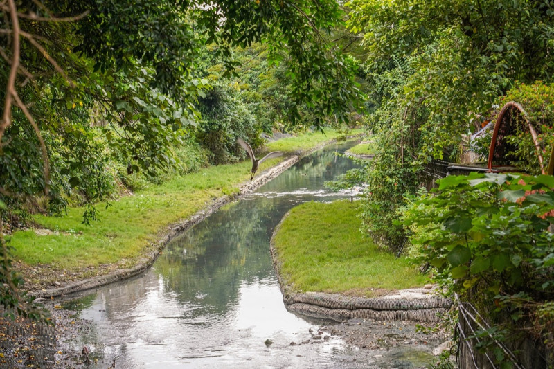 瓦磘溝綠草如茵華麗變身，生態自然回來了。   圖：新北市水利局提供