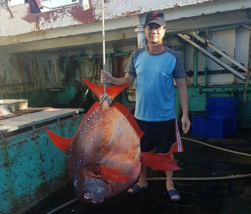 「盈榮638號」這次漁獲被製成熱血魚鬆贈送海委會。   圖：海洋委員會提供