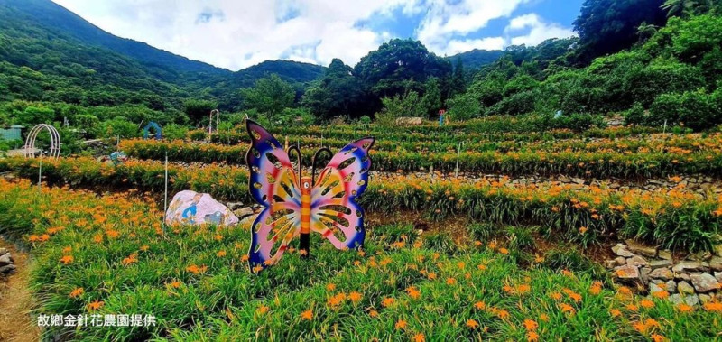 台灣好行北投–竹子湖線夏季限定遊程，讓大家上北投竹子湖欣賞金黃花海。   圖：台北市政府觀光傳播局／提供