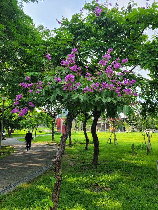 板橋音樂公園大花紫薇正值花季。   圖：新北市景觀處提供