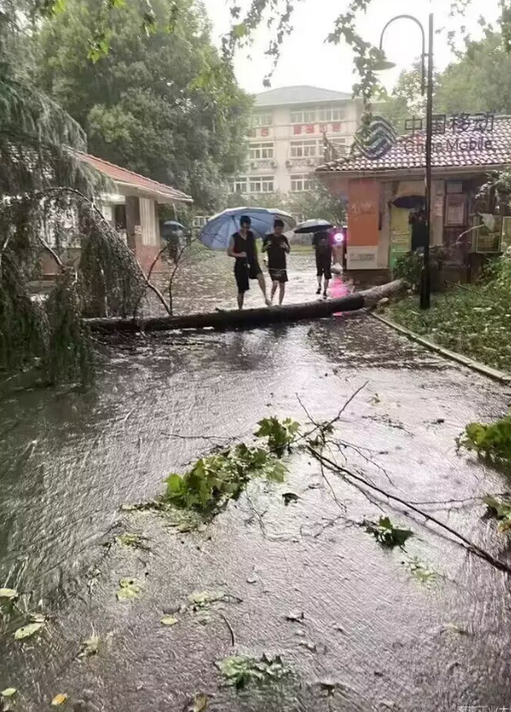 南京工業大學受狂風暴雨和冰雹襲擊，樹木倒塌在地。   圖：翻攝自李老師不是你老師