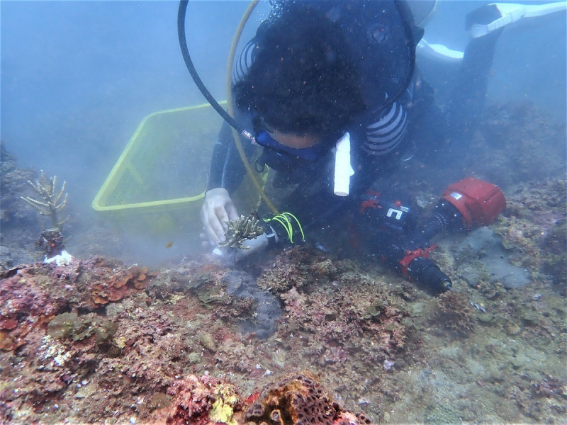 卯澳灣移植珊瑚。   圖：新北市漁業處提供
