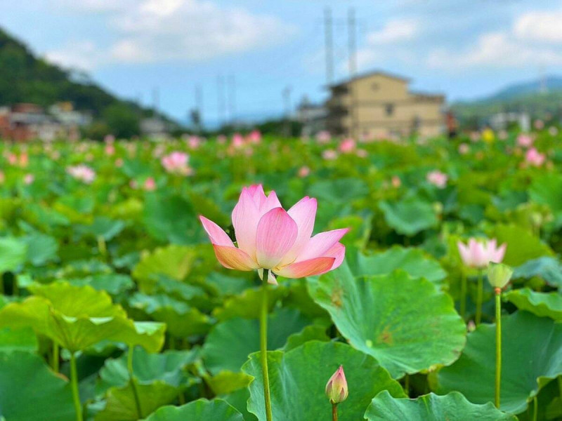 「戀戀雙溪荷所在」雙溪區上林里的荷花田荷花正盛開。   圖：雙溪區公所提供