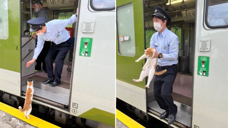 月台出現橘白貓貓想搭霸王車，被列車長一把攔截，耽誤發車30秒。   圖／推特：c61_20
