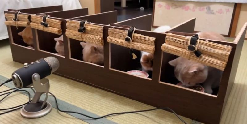 有日本飼主想出辦法，建造出「貓版一蘭拉麵店」，解決多貓放飯爭食的難題。   圖／Twitter@jirosan77