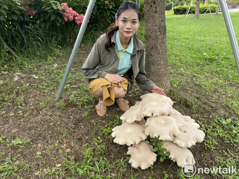 梅雨助長蕈菇生長，山上花園水道博物館處處可見到鬼傘、馬勃，甚至木耳等常見的蕈菇，工作人員日前更在園區發現超大型的金福菇，蕈蓋達25公分，甚至還比成人的手掌寬。   圖：水道博物館提供