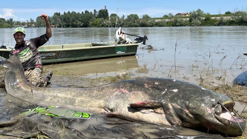 日前在義大利北部倫巴底地區的波河淺水區，就有釣客拉起一位「怪物級」的大鯰魚，最終經過詳細測量之後，其身長甚至接近3公尺。   圖／madcat_fishing