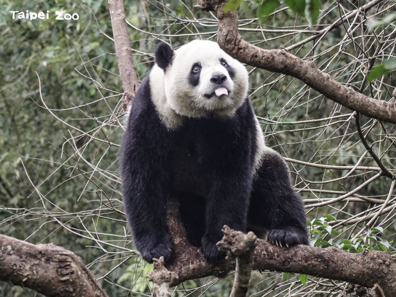 臺北市立動物園大貓熊「圓寶」再過兩天即將迎接3歲生日。   圖：台北市立動物園／提供