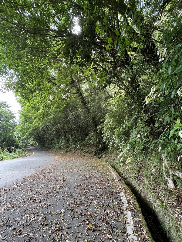 大雪山林道。   圖：東勢林區管理處／提供