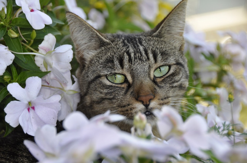 雖然說貓咪會得花粉症，但並沒有人類的比例高。   圖：寵毛網petsmao資訊平台提供