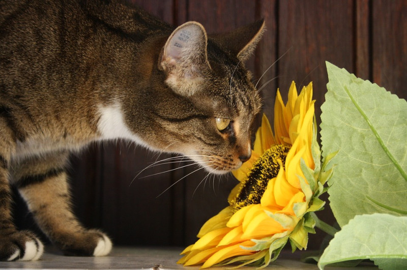 如果感覺到愛貓有花粉症的可能性高，就必須要努力減少貓咪接觸到花粉的機會。   圖：寵毛網petsmao資訊平台提供